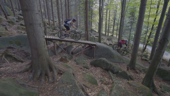 Bikes In The Forest Downhill