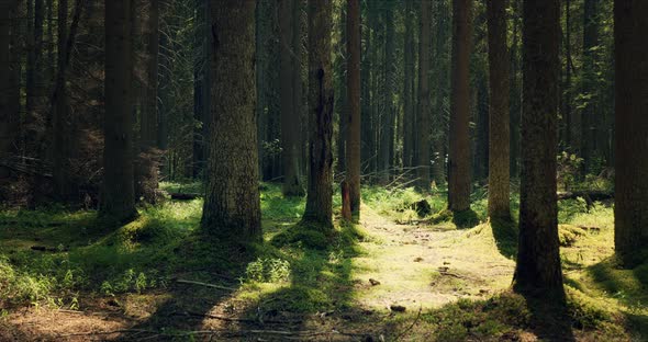 Forest with Large Pines Permeated with Sunlight alt