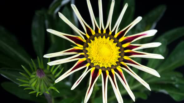 Time lapse of multicolored flower Gazania or African daisy open up alt