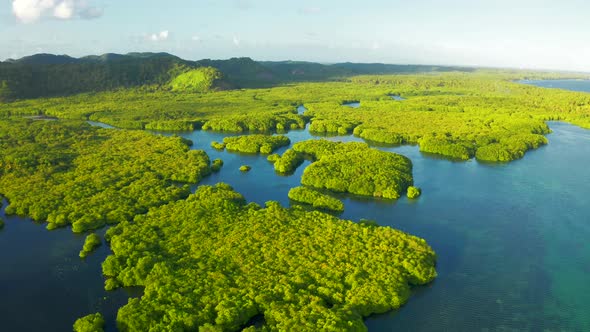Anavilhanas Archipelago, Flooded Amazonia Forest in Negro River, Amazonas, Brazil alt
