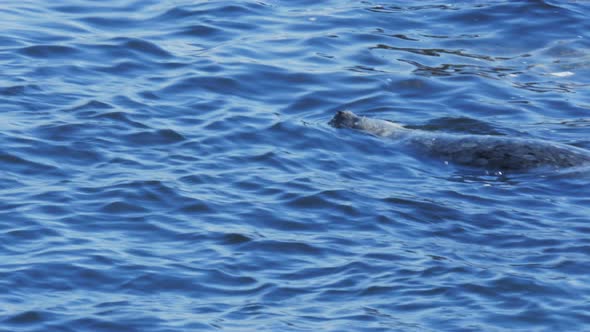 close up of a harbor seal swimming alt