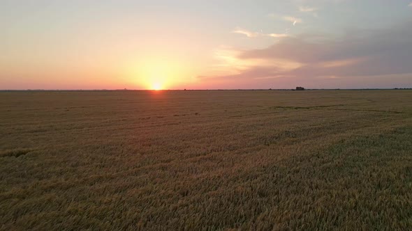 Golden Barley Field And Sunset