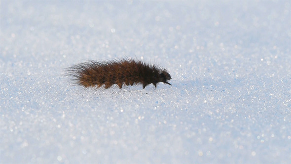 The Caterpillar Crawling On The Snow
