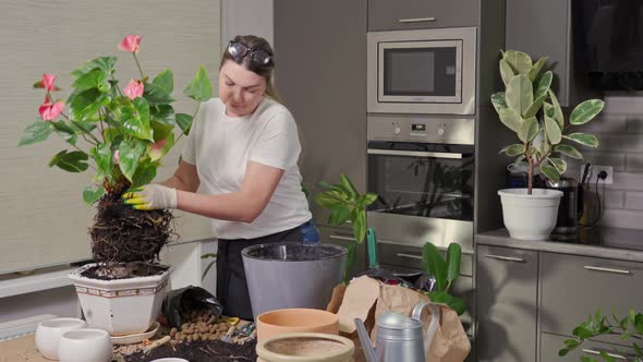 a Young Woman at the Table is Transplanting Indoor Plants alt