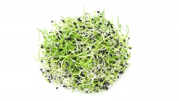 fresh onion micro greens isolated on white background, rotate alt