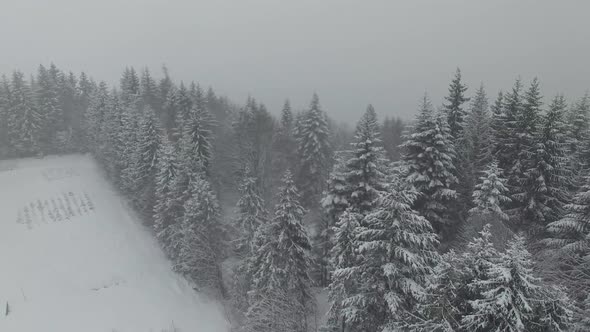 snow-capped mountains, snow-covered forests alt