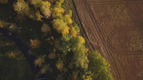 Flying Above a Beautiful Birch Grove in Autumn. Yellow Birch in the Ravine. Aerial View