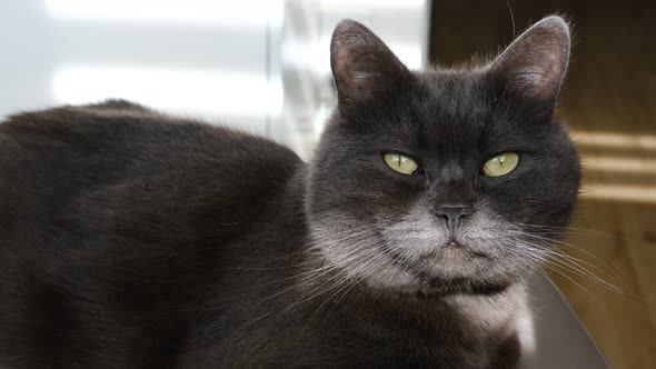 British Cat Lying on Chair in Sun, Cozy Cat taking Sun Bath. Cute Cat Resting alt
