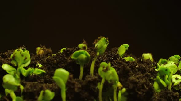 Growing seeds rising from soil time lapse 4k footage. alt