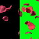 Rose Petals Rose Petals - VideoHive Item for Sale
