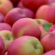 Lot of red apples - VideoHive Item for Sale