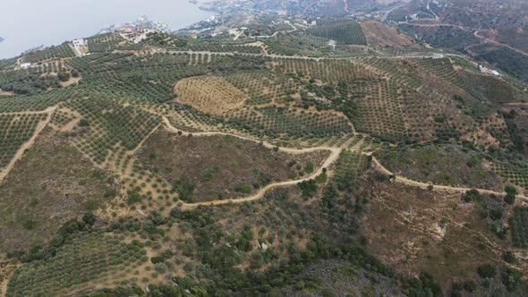 Fly over olives Farm in Spain. Aerial view of Olive trees  alt