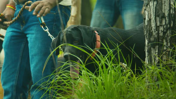 Closeup Police Dog Barking in The Jungle