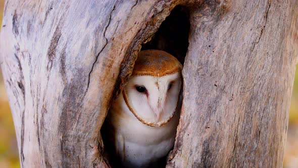 Close-up of a Barn Owl alt
