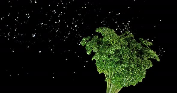 Friesian Parsley, Petroselinum crispum, with Water Splashing on Black Background, Slow Motion 4K alt