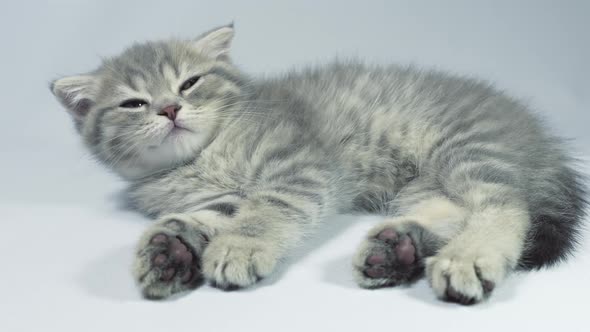 Funny Little Gray Fold Scottish Kitten Kitty Sleeping on alt