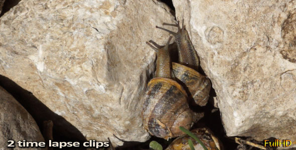 Snails Time Lapse