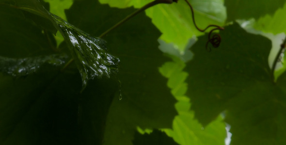 Grapes In Summer Rain, Close-Up