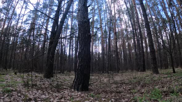 Inside a Pine Forest By Day Slow Motion alt