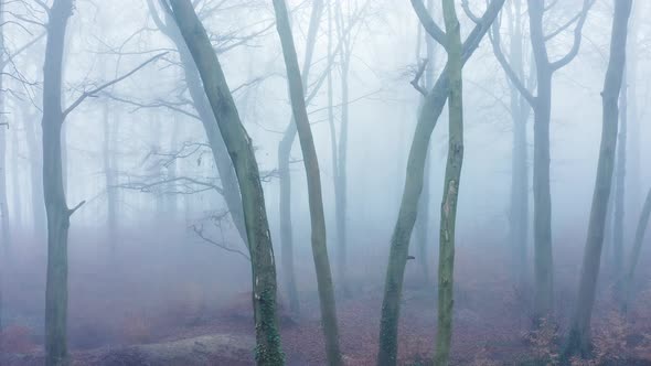 Aerial drone video of woods in misty foggy weather conditions with bare trees in mysterious woodland alt