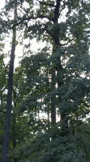 Vertical Video of Beautiful Green Forest By Day alt