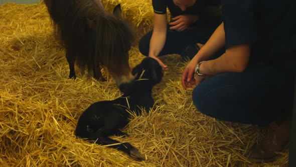 Nurse petting new born foal in the hospital. 4k