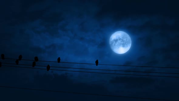 Bird Lands On Wire With Other Birds Perched At Night alt