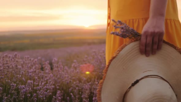 Blurred Beautiful Lavender Field at Sunset Slow Motion