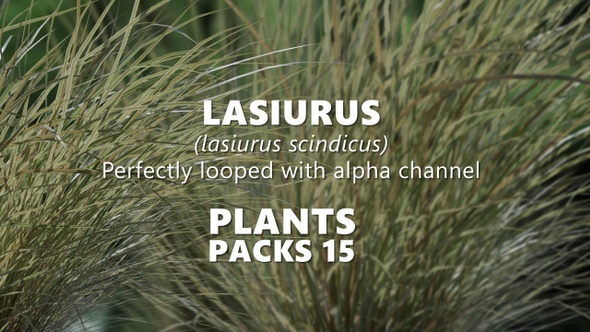 LASIURUS (lasiurus scindicus) Looped Plants