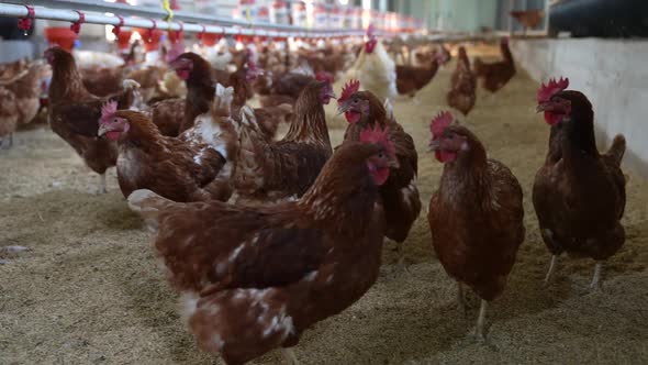 Korea Jirisan Poultry Farm