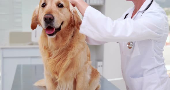 Labrador receiving treatment from veterinarian alt