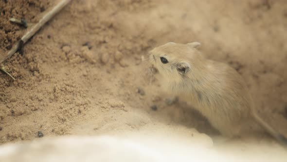 Fat sand rat chewing food