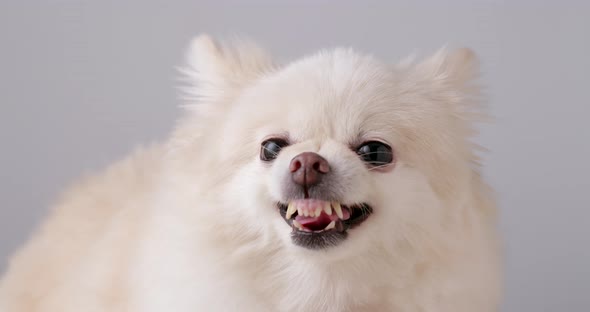 Pomeranian dog getting angry  alt