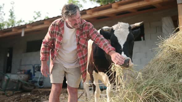 Handsome mature farmer pet and takes care of cow on the backyard of dairy farm