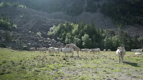 Static View of a Group of White Domesticated Cows Frolicking Around While Grazing on a Beautiful alt