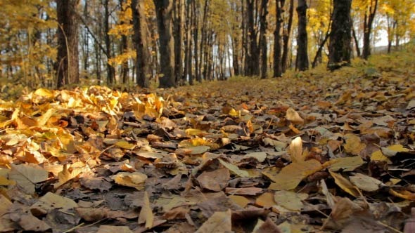 Autumn Pathway (4-Pack) alt