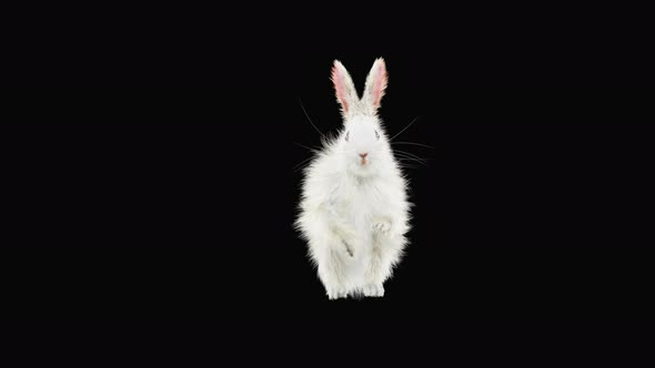 Rabbit Dancing 4K alt