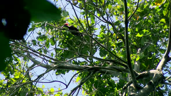 Tropical Woodpecker in its Natural Habitat