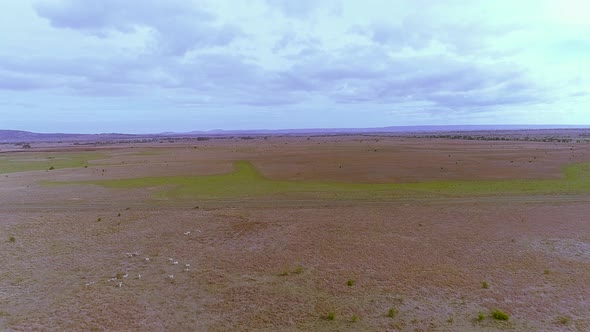 Aerial view of the sheeps on the farm eating grasses on the green farm land