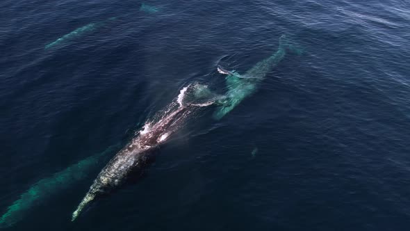 Gray Whale spouts among a pod of 7 whales migrating with Common ...