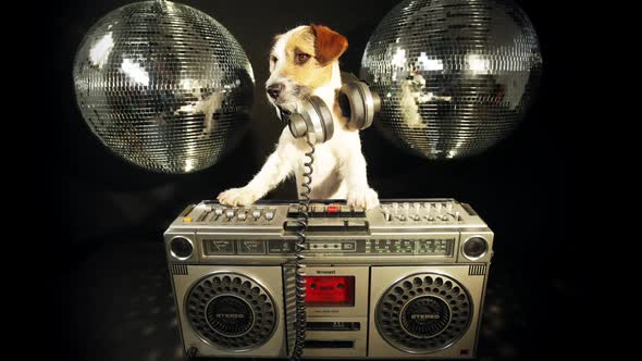 Dog disco puppy animal pet funny music doggy hifi stereo ghettoblaster