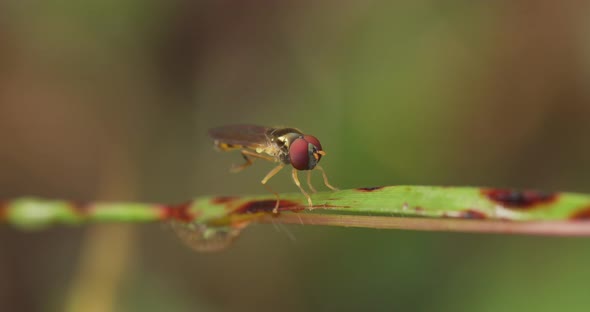 Hover Fly sitting on grass blade cleaning its eyes itself on a winter morning with its feet alt