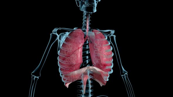 Lung Breathing Loop Xray alt
