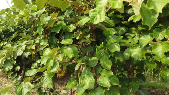 Kiwi Fruit Plant Agriculture Farming, Exotic Food alt