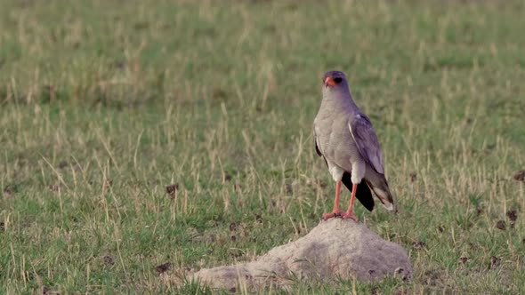 Pale Chanting Goshawk Standing On The Rock At The Grassy Field In Botswana On A Sunny Day - Medium S alt
