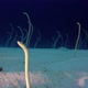 Underwater Beautiful Garden Eels - VideoHive Item for Sale