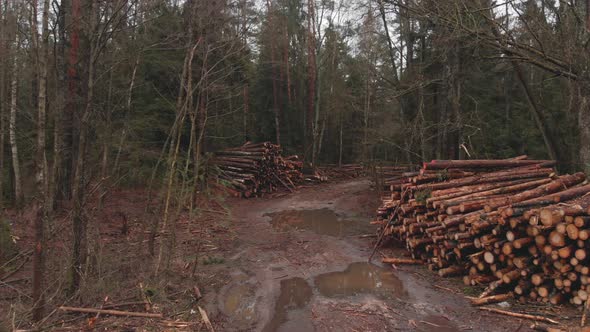 Tree Logs Are Stacked on Top of Each Other in Heaps in the Forest alt