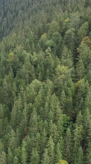 Aerial View of Trees in the Forest alt