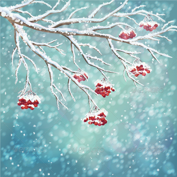 Winter Snow-Covered Rowan Berry Branch Background - Seasons Nature
