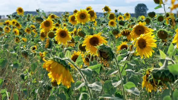 Sunflowers Fresh Harvest Field at Windy Sunny Day alt